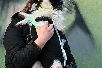 Sara starsza sunia szuka bezpiecznego domku!!!,  d