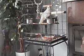 Sprzedam klatkę z papuszką