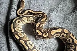 Samiec black pastel mojave pos het clown