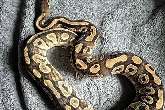 Samiec black pastel mojave pos het clown, Świętokrzyskie, Starachowice