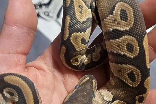 Samiec black pastel mojave pos het clown, Świętokrzyskie, Starachowice