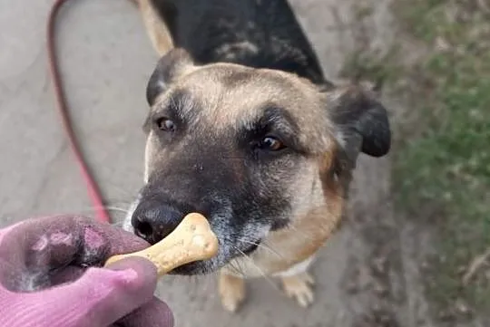 Jadzia na tropie domu