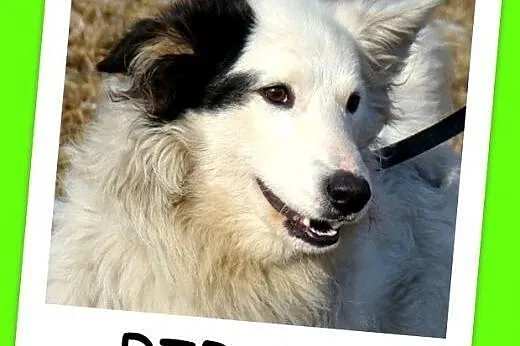 Średni 10 kg psiak PIRAT,przyjazny, kontaktowy,łagodny.Adopcja.,  dolnośląskie Wrocław
