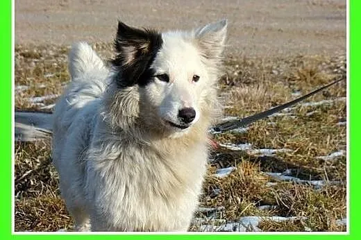 Średni 10 kg psiak PIRAT,przyjazny, kontaktowy,łag