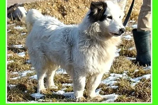Średni 10 kg psiak PIRAT,przyjazny, kontaktowy,łag