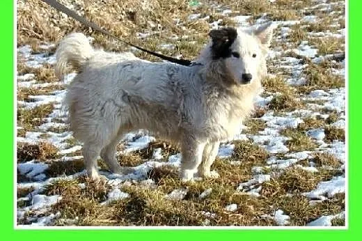Średni 10 kg psiak PIRAT,przyjazny, kontaktowy,łag