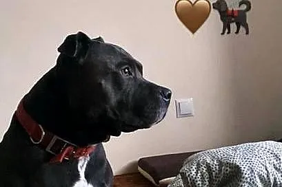 Piękny.mocnej.budowy Amstaff zaprasza suczki, Świętokrzyskie, Jędrzejów