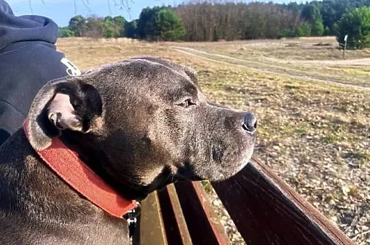 Piękny.mocnej.budowy Amstaff zaprasza suczki, Świętokrzyskie, Jędrzejów