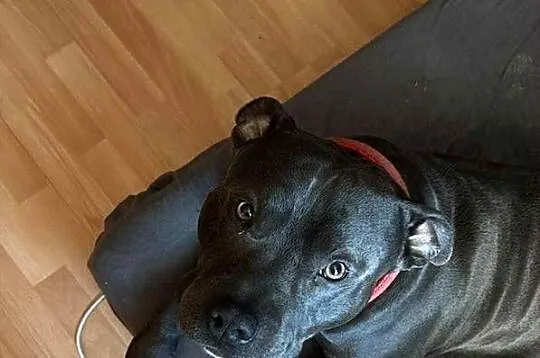 Piękny.mocnej.budowy Amstaff zaprasza suczki, Świętokrzyskie, Jędrzejów