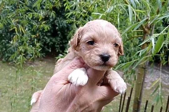 Maltipoo - suczka, Mazowieckie, Wyszków