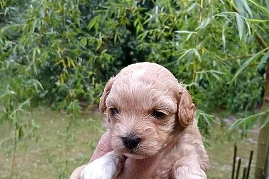 Maltipoo - suczka, Mazowieckie, Wyszków