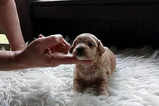 Maltipoo - suczka, Mazowieckie, Wyszków