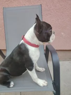 Boston terrier Piękne zarejestrowane suczka na sprzedaż, Mazowieckie, Warszawa