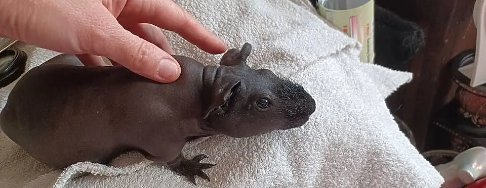 KLATKA 80CM I CZARNY TŁUSTY SKINN SAMIEC PÓŁ ROCZNY SWINKA MORSKA, Wielkopolskie, Poznań