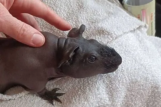 KLATKA 80CM I CZARNY TŁUSTY SKINN SAMIEC PÓŁ ROCZNY SWINKA MORSKA, Wielkopolskie, Poznań