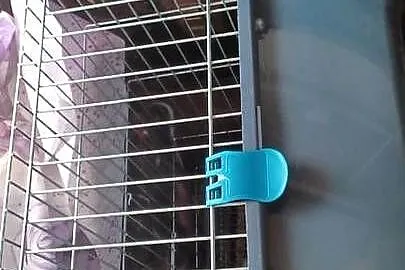 KLATKA 80CM I CZARNY TŁUSTY SKINN SAMIEC PÓŁ ROCZNY SWINKA MORSKA, Wielkopolskie, Poznań