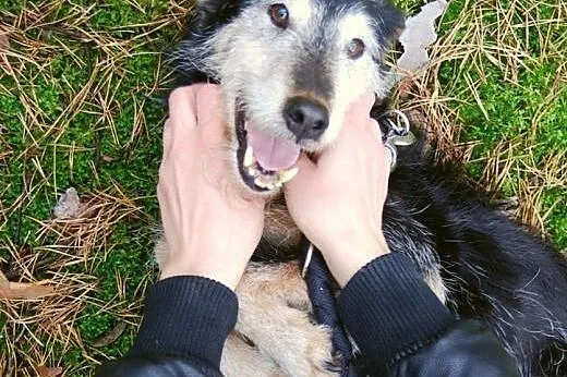 8 lat w schronisku, wspaniały i bezproblemowy Dusz