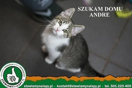 Andre. Fundacja Stawiamy Na Łapy,  małopolskie Kra