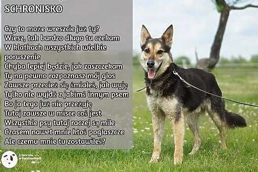 Piękny, mądry, wesoły, grzeczny, posłuszny, towarz