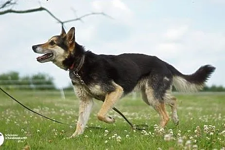 Piękny, mądry, wesoły, grzeczny, posłuszny, towarz