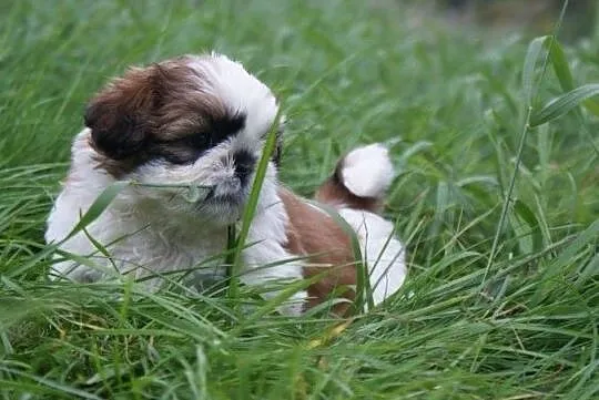 Shih Tzu szczenięta - suczka, Katowice