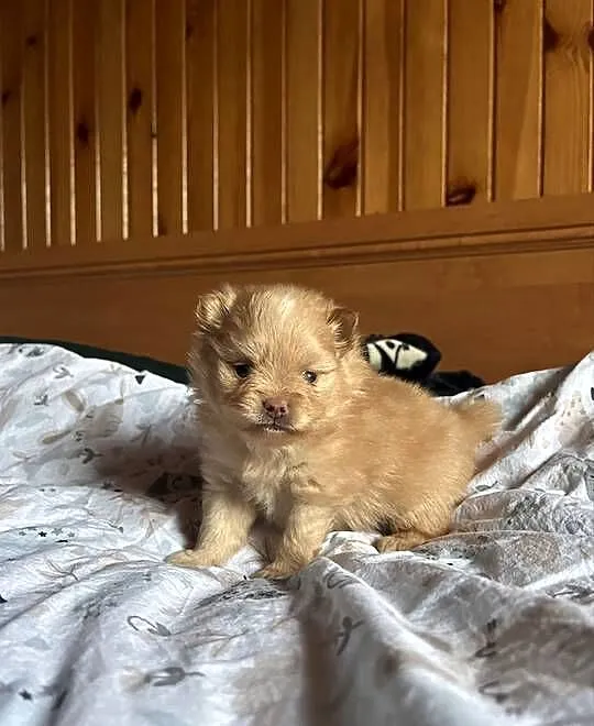 Szpic miniaturowy pomeranian, Śląskie, Częstochowa