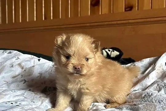 Szpic miniaturowy pomeranian, Śląskie, Częstochowa