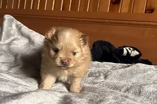 Szpic miniaturowy pomeranian, Śląskie, Częstochowa