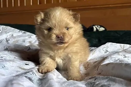 Szpic miniaturowy pomeranian, Śląskie, Częstochowa