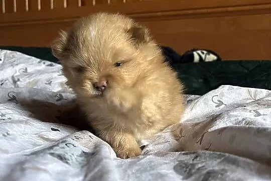 Szpic miniaturowy pomeranian, Śląskie, Częstochowa