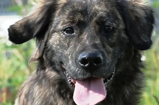 Ajaks piękny szczeniak ( 8mcy) o unikatowym umaszczeniu ADOPCJA,  śląskie Katowice