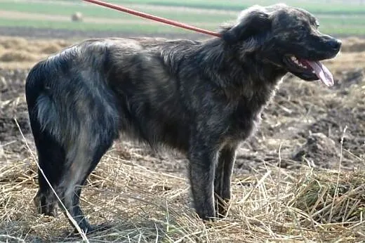 Ajaks piękny szczeniak ( 8mcy) o unikatowym umaszc