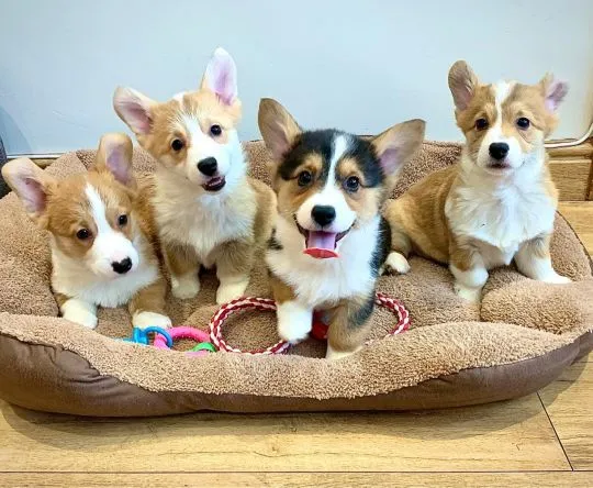 Szczeniaki Pembroke Welsh Corgi Pembroke Whatsapp +447506188115, , leeds
