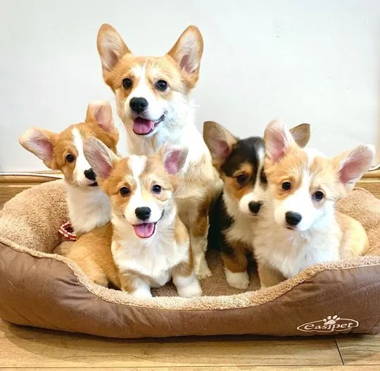 Szczeniaki Pembroke Welsh Corgi Pembroke Whatsapp +447506188115, , leeds