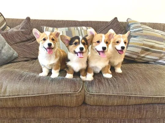 Szczeniaki Pembroke Welsh Corgi Pembroke Whatsapp +447506188115