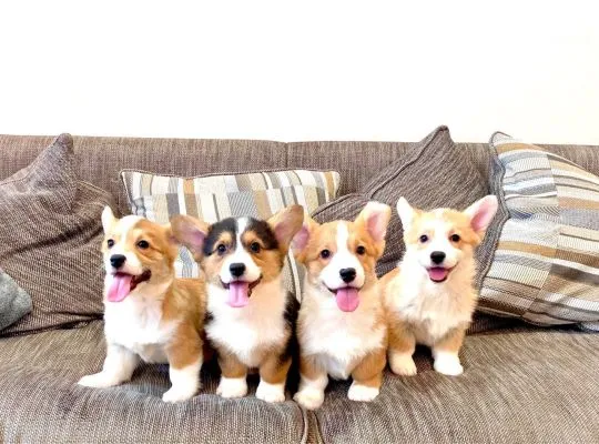 Szczeniaki Pembroke Welsh Corgi Pembroke Whatsapp +447506188115, , leeds