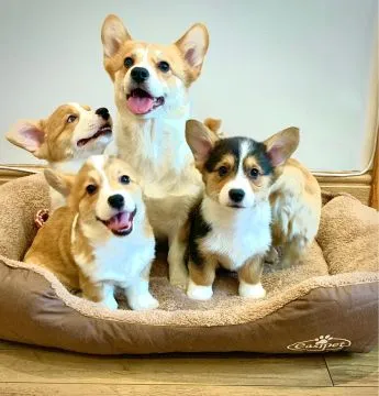 Szczeniaki Pembroke Welsh Corgi Pembroke Whatsapp +447506188115, , leeds