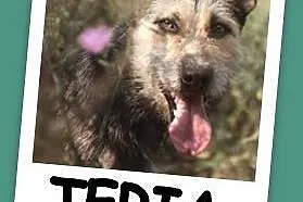 23 kg,terier mix,kontaktowa,grzeczna,spokojna suczka TERIA.Adopcja,  śląskie Katowice