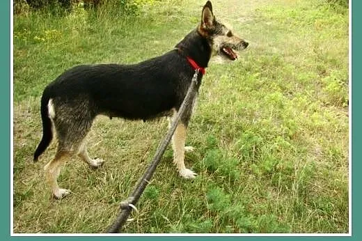 23 kg,terier mix,kontaktowa,grzeczna,spokojna sucz