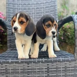 Przepiękne Beagle szczenięta rasy dostępne na sprzedaż, Wielkopolskie, Poznań