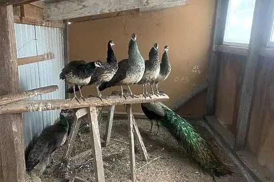 Pawie