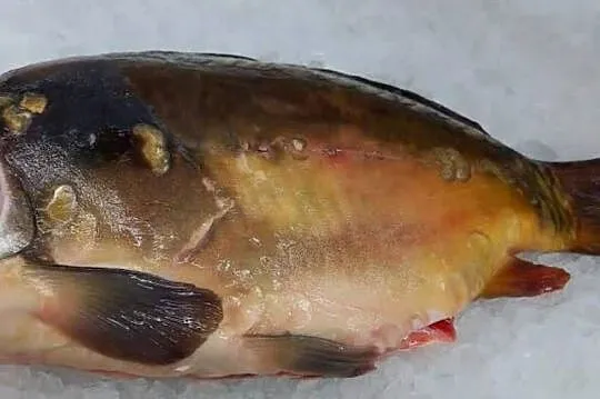 Karp tuszka tuszki, Śląskie, Cieszyn
