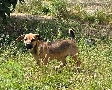 4 miesięczna Fiszka - kto ją pokocha?, wielkopols