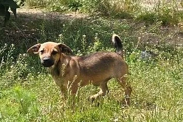 4 miesięczna Fiszka - kto ją pokocha?, wielkopolskie Poznań