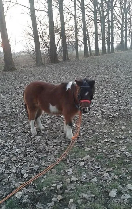 Sprzedam Piękną klacz.