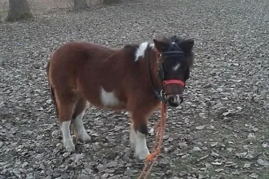 Sprzedam Piękną klacz.