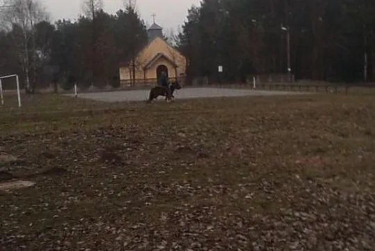 Sprzedam Piękną klacz.