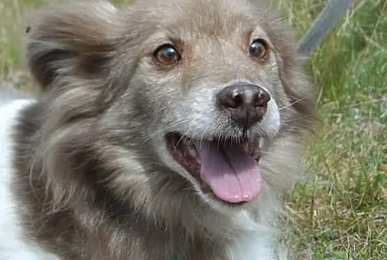 Mały blokowy piesek Bursztynek ADOPCJA ŁTOnZ