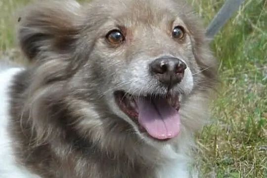 Mały blokowy piesek Bursztynek ADOPCJA ŁTOnZ