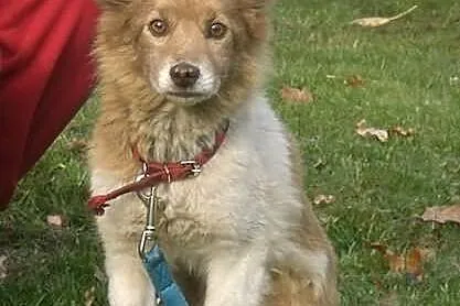 Mały blokowy piesek Bursztynek ADOPCJA ŁTOnZ